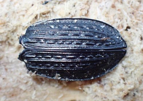 Carabus granulatus